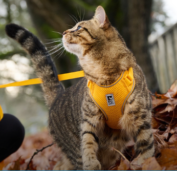 Cat Collars, Harnesses, and Leads