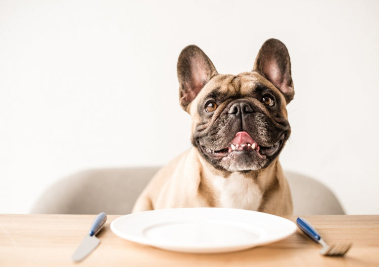 Dog Food