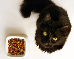 Cat Food