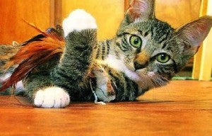Cat Toys