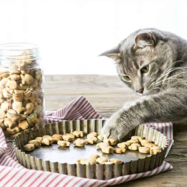 Cat Treats