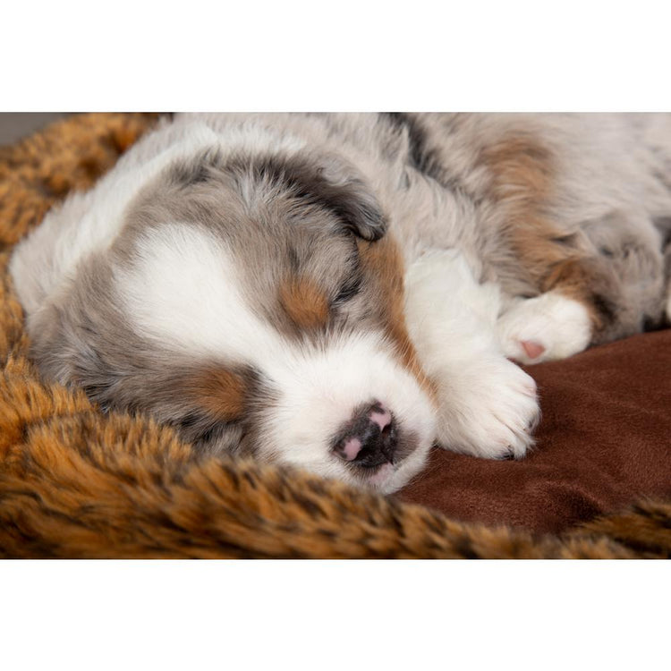 Dog Beds