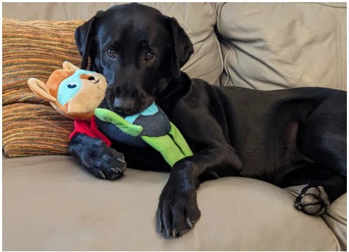 Dog Meets Toy - 12" Super Hero Team Plus Dog Toy