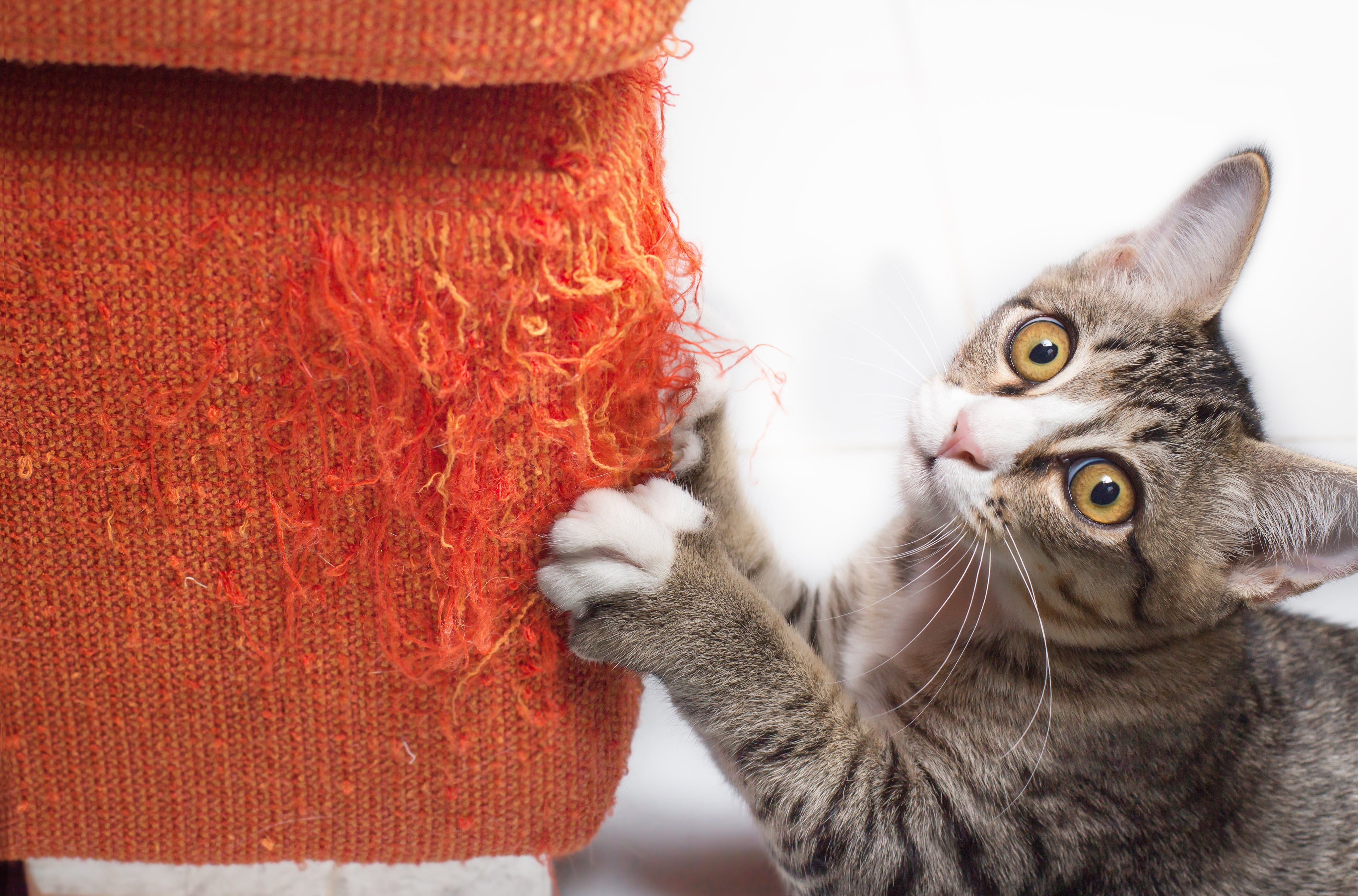 Kitten Scratches Sofa