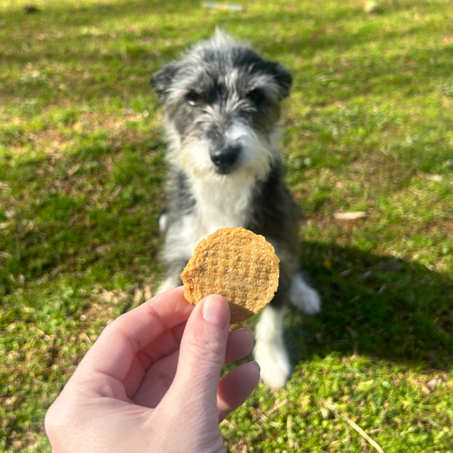 Farm To Pet: Fish Chips Dog Treats