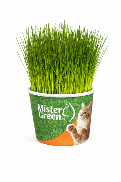 Cat Grass Grow Kit for Indoor Cats – Organic – Easy Grow