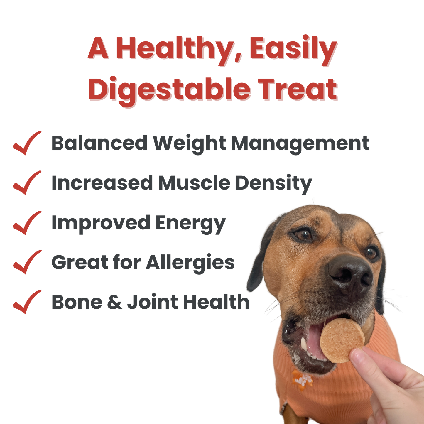 Fish Chips Healthy Dog Snack Pack (6 pieces)