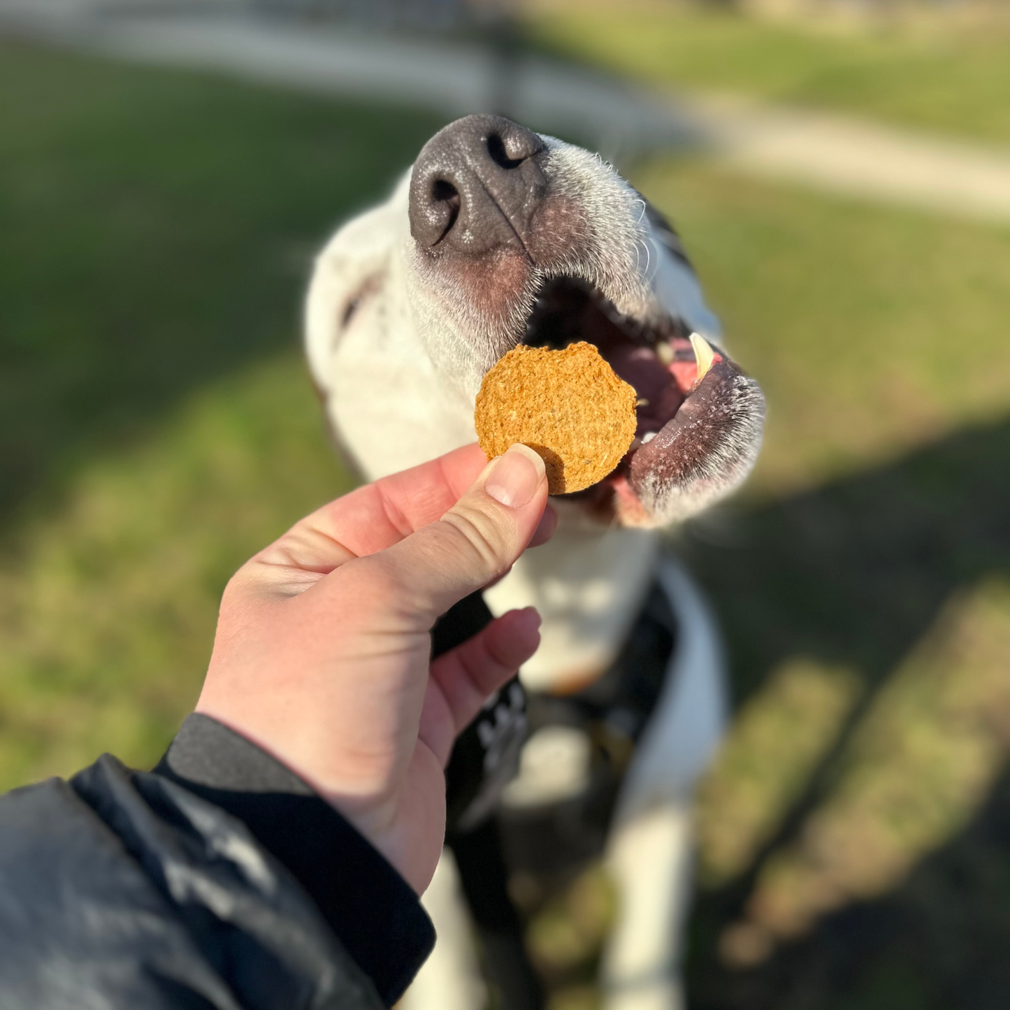 Farm To Pet: Fish Chips Dog Treats