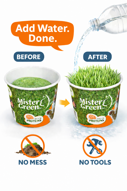 Cat Grass Grow Kit for Indoor Cats – Organic – Easy Grow